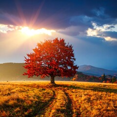 Autumnal tree in golden field