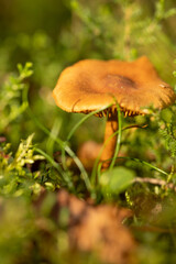 Wild Mushroom Growing Among Grass in Autumn Forest