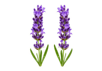 Obraz premium Vibrant purple lavender sprigs with glistening water droplets, macro close-up, 45-degree high-angle, clean transparent studio background, elegant commercial freshness concept