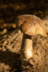 Single Mushroom on Forest Floor with Soft Sunlight