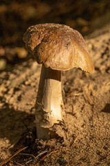 Forest Mushroom in Warm Autumn Light