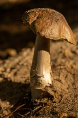 Mushroom Stem Emerging from Forest Floor in Autumn