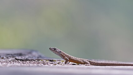 Dalmatian Algyroides (Algyroides nigropunctatus), Greece