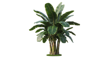 Vibrant banana plant with broad leaves isolated on transparent background