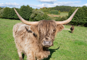 Vache &eacute;cossaise longues cornes
