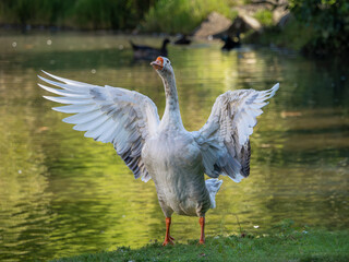Oca con las alas extendidas exhibiendo su plumaje y envergadura en un lago con otras aves    