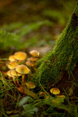Mossy Tree Trunk with Tiny Mushrooms in Autumn Light