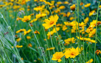 Coriopsis flower
