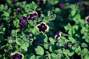 Fototapeta premium Dark purple petunia flowers with green leaves in garden close-up