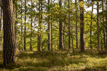 Fototapeta premium Lakeside Forest in Warm Afternoon Light. A view of tall trees along a lake, captured in warm, golden afternoon light. Strong vertical lines emphasize depth and create a natural rhythm within 