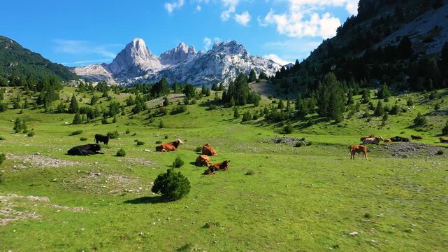 Drone Flight Over Cows Grazing on Alpine Plateau With Majestic Rocky Peaks in Background