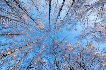 tree branches against blue sky