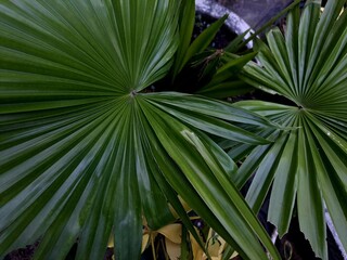 Saw Palmetto Palm (Serenoa repens), close up.Palm frond macro of saw palmetto leaf