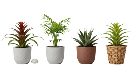 Fototapeta premium Four healthy potted indoor plants: bromeliad, parlor palm, agave, in varied pots, pebble, linearly arranged on solid transparent background, botanical display