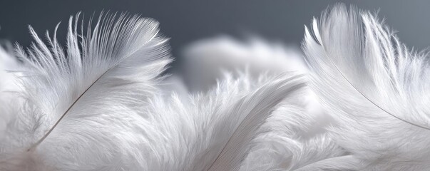 Fototapeta premium Closeup white feathers background for calm concept. Soft white feathers delicately arranged for a calming aesthetic.