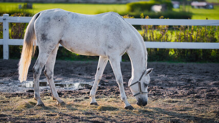 white horse eating grass © Grzegorz