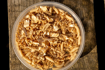Macro close-up of live maggots in a bowl filled with wood shavings, prepared as fishing bait. The image highlights fine textures and natural tones, using shallow depth of field to emphasize detail