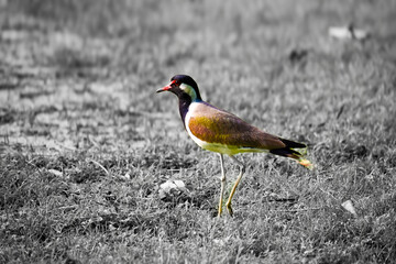 black winged blackbird