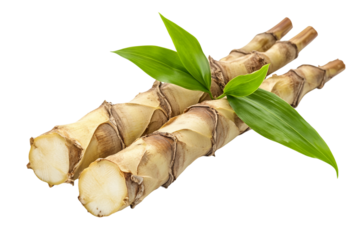 Tropical Bamboo Shoot with Leaf isolated on transparent background