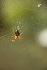 Spider on Web with Golden Sunlight. A striking close-up of a spider sitting at the center of its web, illuminated by warm golden sunlight. The bokeh background and delicate web threads 