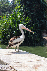 The Australian pelican is a large bird that usually lives in the water when looking for food, has a large beak and is black and white. Pelican bird in zoo Ragunan, Jakarta Indonesia