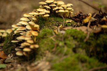 Small Mushrooms Growing on Moss in Autumn Forest