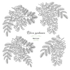 Acacia flowers and leaves set. Robinia pseudoacacia tree. Vector illustration botanical.