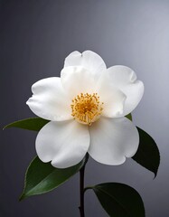 Obraz premium Single white camellia blossom with dark-green leaves against a gray backdrop