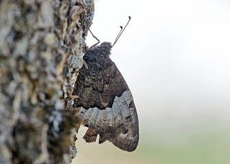 Woodland Grayling (Hipparchia fagi), Greece 