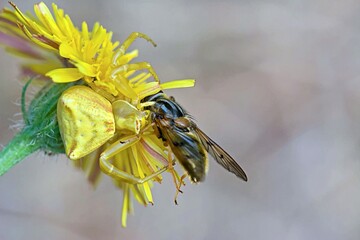 Crab spider (Thomisus onustus), Greece