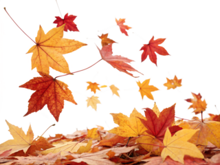 Colorful autumn leaves falling and scattered on a white surface isolated on transparent background