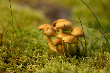 inedible yellow mushrooms on a bed of green moss, mushroom bush