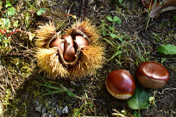 毬栗と栗の実