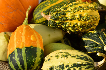 おもちゃカボチャ