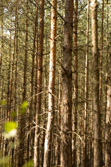 Forest scene with sun filtering through tall pines. The moss-covered ground and diffused warm light create a serene, natural atmosphere.