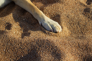 Adorable dog on the Baikal lake beach 
