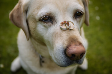 Labrador retriever balances wedding rings on its nose, a testament to loyalty and love in a unique matrimonial moment of commitment.