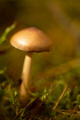 Mushroom with Soft Bokeh in Warm Tones. A single mushroom rising from moss, captured with shallow depth of field. The warm yellow-brown tones and artistic blurred background highlight the calm forest 