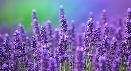 Obraz premium Breathe in the calming scent of lavender fields, a vibrant and elegant backdrop perfect for wellness brands and serene lifestyle designs.