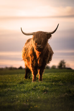 Brown Scottish Highland Cattle with long horns on the field in the warm light of sunset
