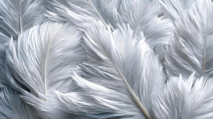 Fototapeta premium Closeup white feathers background for calm concept. Soft, delicate white feathers gently layered together.