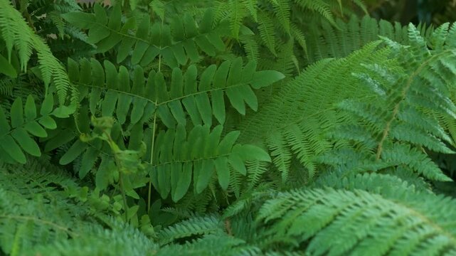 Close up of fern leaves &mdash; Dryopteris filix-mas (male fern), Athyrium filix-femina (lady fern), and Osmunda regalis (royal fern) &mdash; overlapping green foliage moving gently in summer shade