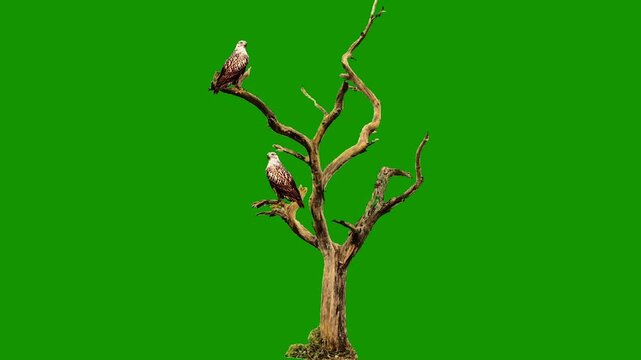 Beautiful Luxury High Quality Eagle Green Screen Tree Green Screen Bird Green Screen Green Screen Video Green Screen Effects.