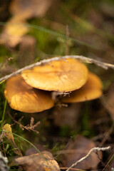 macro photo of three mushrooms with yellow caps, butter mushrooms, edible mushrooms, macro photo of butter mushrooms in the autumn forest