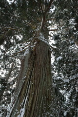 Fototapeta premium 雪神社