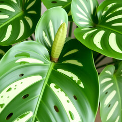 Monstera deliciosa, the Swiss cheese plant or split-leaf philodendron is a species of flowering plant.