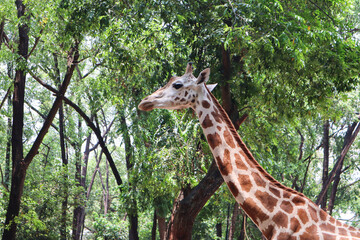 Elegant giraffe at Ragunan Zoo Jakarta Indonesia, captivating with its long neck. The beauty of nature and the tranquility of this majestic creature are the main attractions.