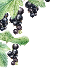 Frame of ripe Blackcurrant berry bunch and leaves. Garden plant blackberry template. Hand drawn watercolor botanical illustration. Background of cassis fruit for food and cosmetics packaging, card