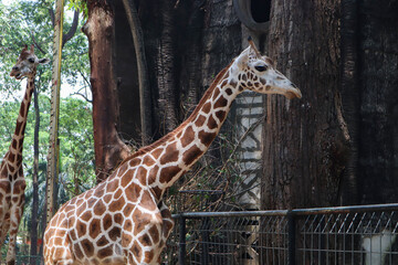Elegant giraffe at Ragunan Zoo Jakarta Indonesia, captivating with its long neck. The beauty of nature and the tranquility of this majestic creature are the main attractions.