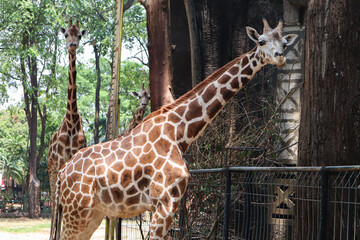 Elegant giraffe at Ragunan Zoo Jakarta Indonesia, captivating with its long neck. The beauty of nature and the tranquility of this majestic creature are the main attractions.